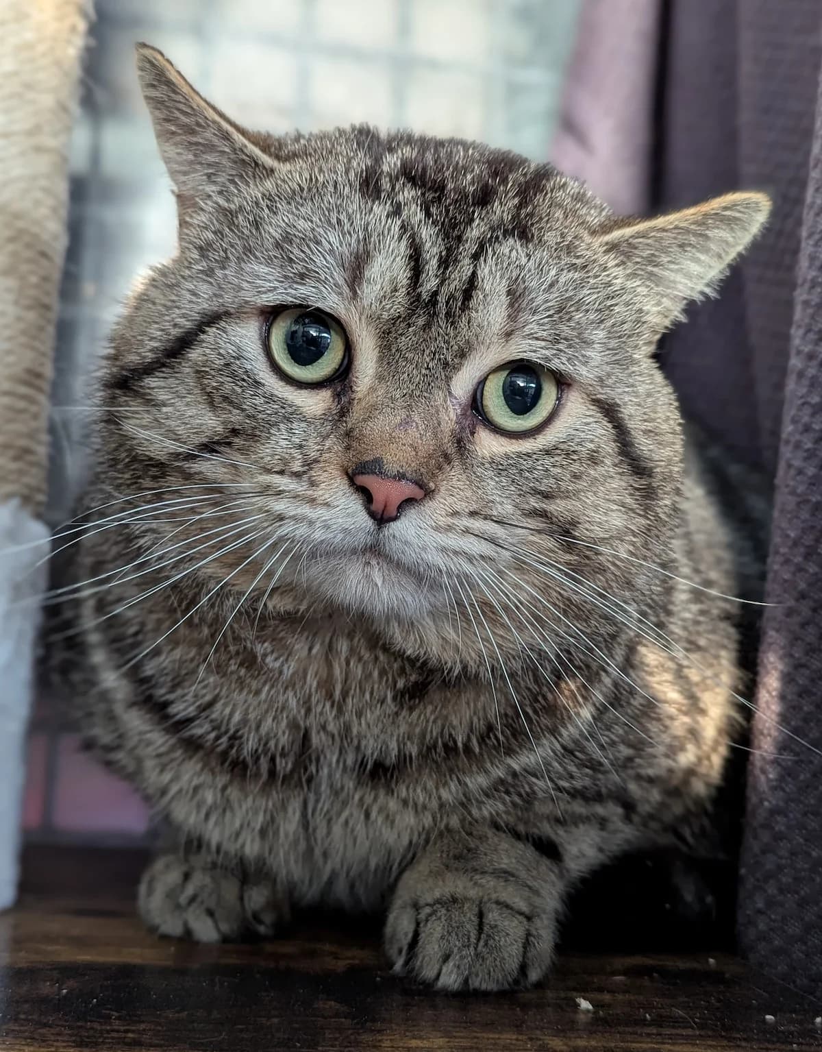 Ronny, male European Shorthair for adoption at Tierheim Witten, Witten