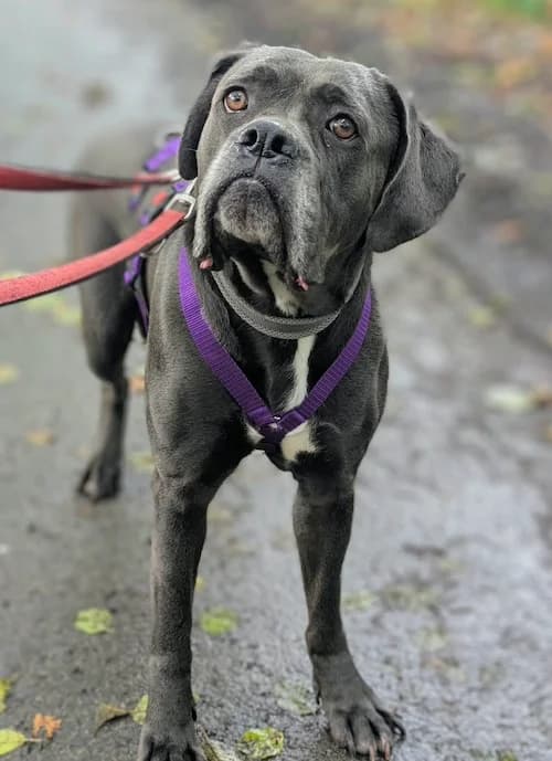 Rosi, female Cane Corso for adoption at Tierheim Witten, Witten