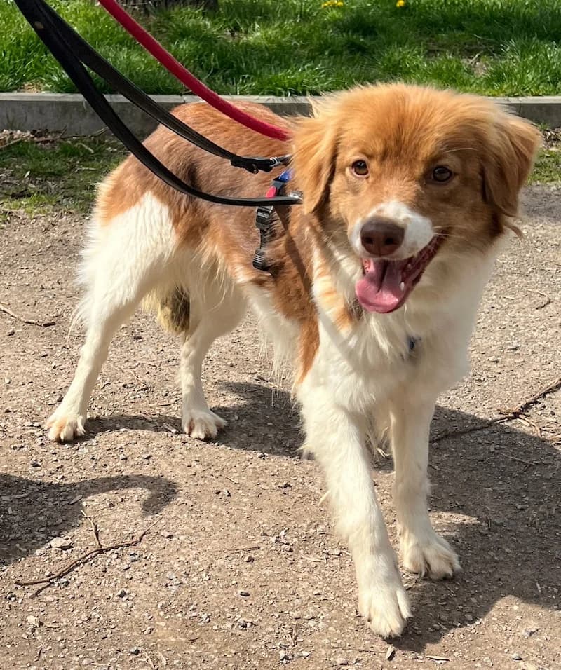 Roxy, female Mixed Breed for adoption at Tierheim Witten, Witten