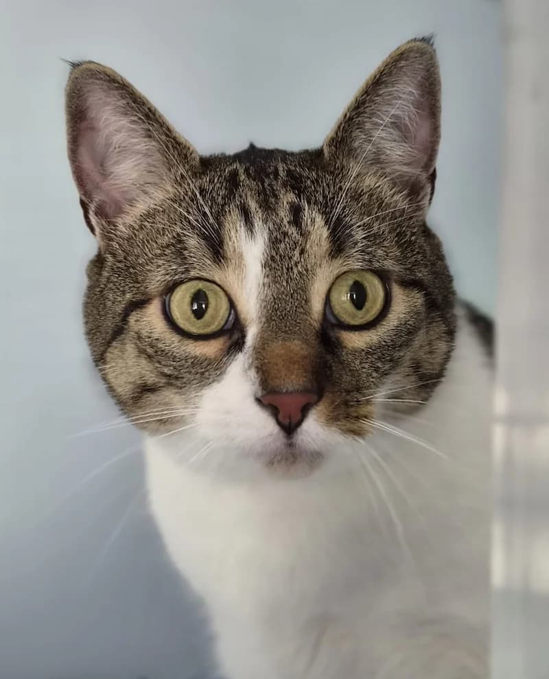 Rysia, female European Shorthair for adoption at Tierheim Witten, Witten