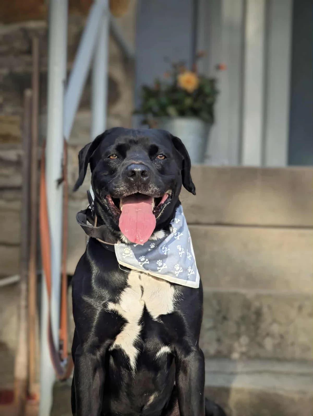 Shadow, male Staffordshire Bull Terrier for adoption at Tierheim Witten, Witten
