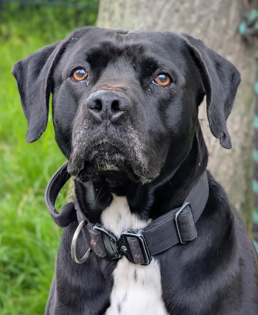 Shadow, male 7yo Staffordshire Bull Terrier for adoption at Tierheim Witten, Witten