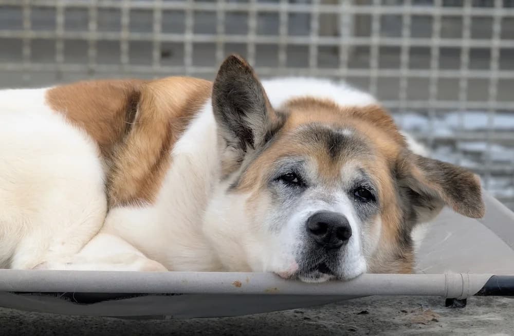 Thor, male Akita for adoption at Tierheim Witten, Witten