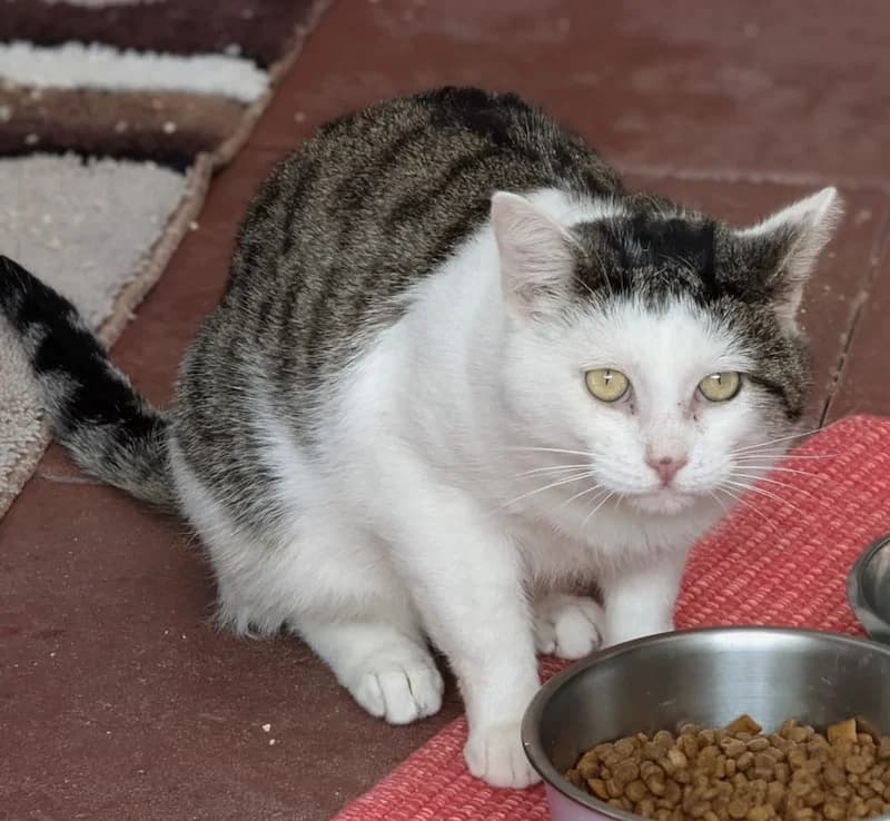 Tiger, male European Shorthair for adoption at Tierheim Witten, Witten