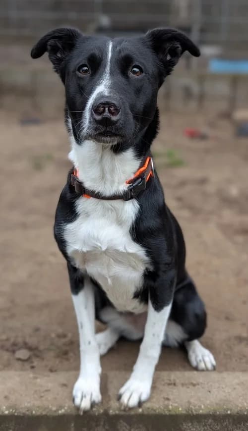 Trudi, female mixed breed for adoption at Tierheim Witten, Witten