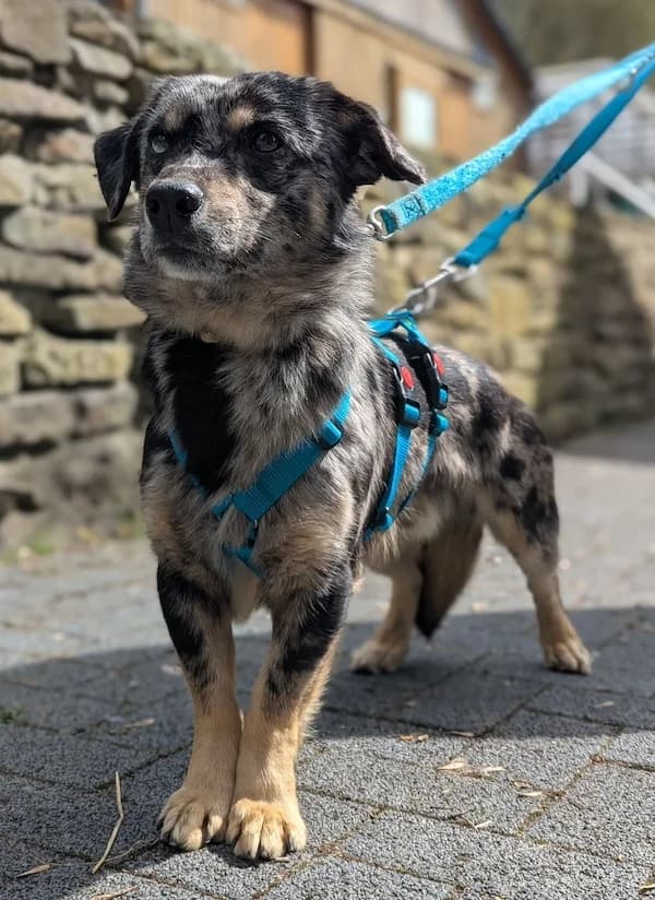 Vito, male Mixed Breed for adoption at Tierheim Witten, Witten