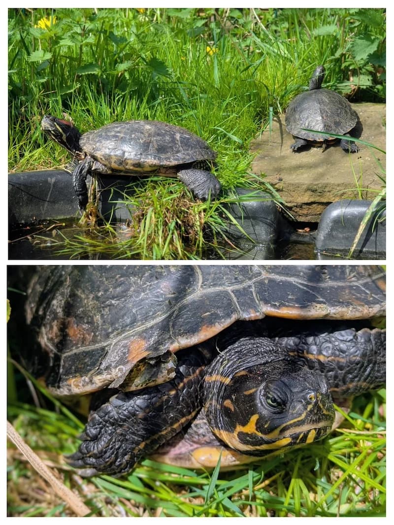 Wasserschildkröten, mixed breed for adoption at Tierheim Witten, Witten