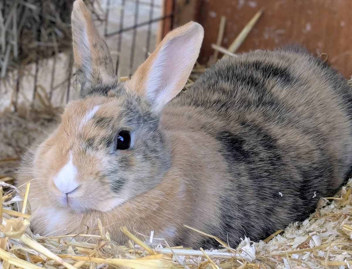 Yoko, female senior mixed breed for adoption at Tierheim Witten, Witten
