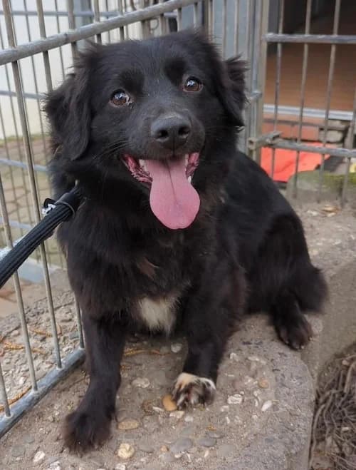 Zara, female Mixed Breed for adoption at Tierheim Witten, Witten