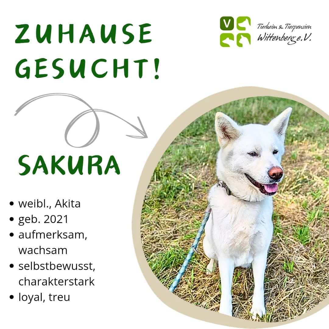Baily, Mixed Breed for adoption at Tierheim Wittenberg e.V.