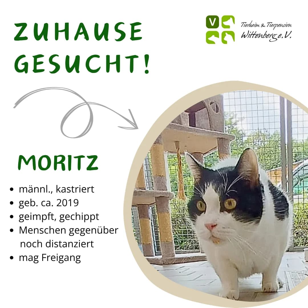 Daisy, Mixed Breed for adoption at Tierheim Wittenberg e.V.