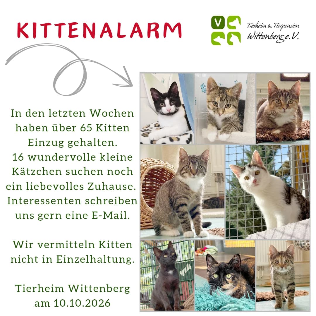 Mia, Mixed Breed for adoption at Tierheim Wittenberg e.V.