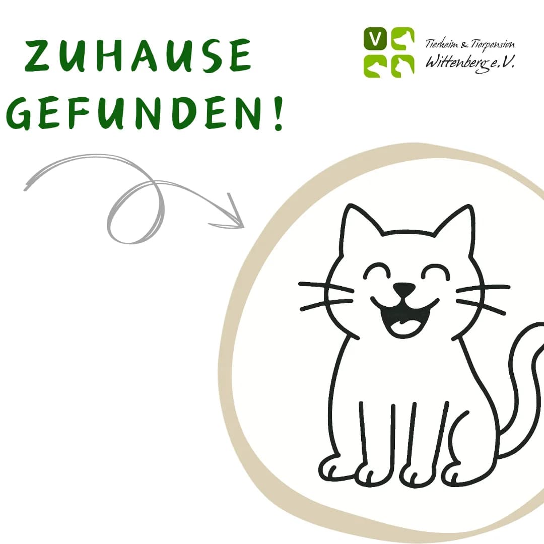ZHgefundenCat, Mixed Breed for adoption at Tierheim Wittenberg e.V.