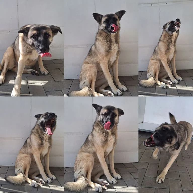 Fibi, female Mixed Breed for adoption at Tierheim WolfenbĂĽttel, Wolfenbuettel