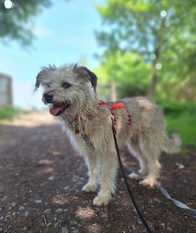 Ida, female senior Mixed Breed for adoption at Tierheim Wolfenbüttel, Wolfenbuettel