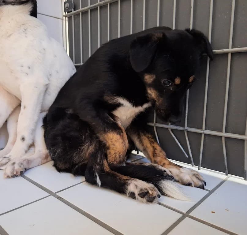 Lenny, male Mixed Breed for adoption at Tierheim WolfenbĂĽttel, Wolfenbuettel