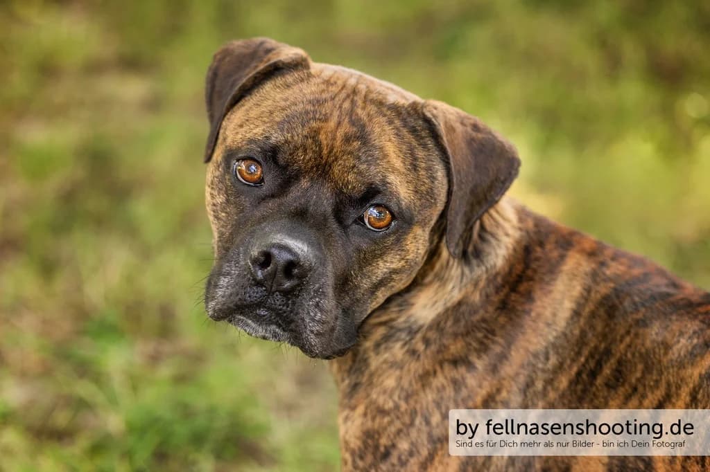Loki, male 6yo Mixed Breed for adoption at Tierheim Wolfenbüttel, Wolfenbuettel