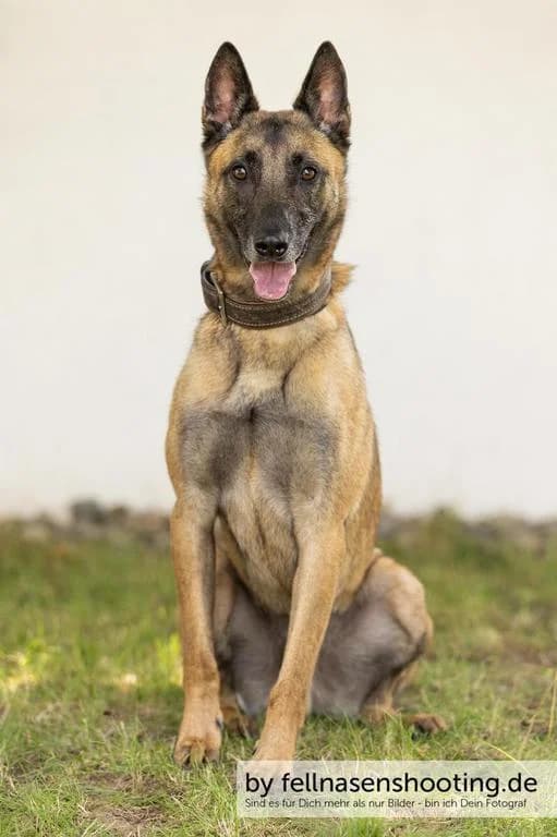 Milo, male Belgian Malinois for adoption at Tierheim WolfenbĂĽttel, Wolfenbuettel