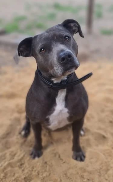 Paula, female 7yo American Staffordshire Terrier for adoption at Tierheim Wolfenbüttel, Wolfenbuettel