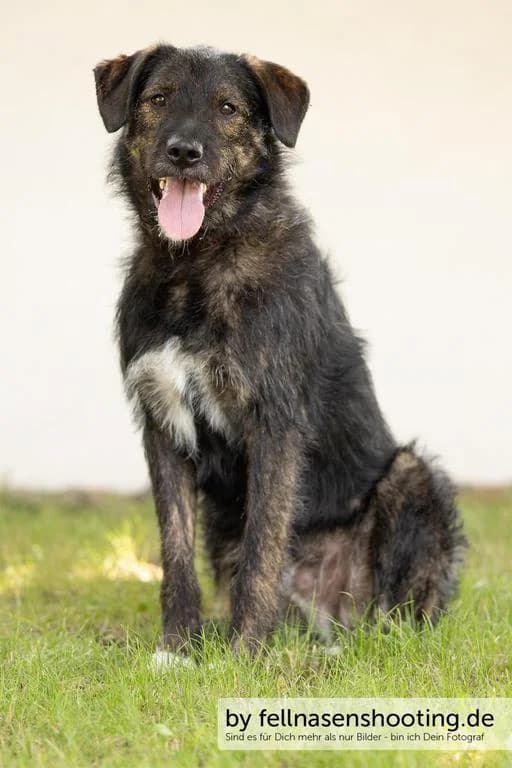 Rudi, male Mixed Breed for adoption at Tierheim WolfenbĂĽttel, Wolfenbuettel