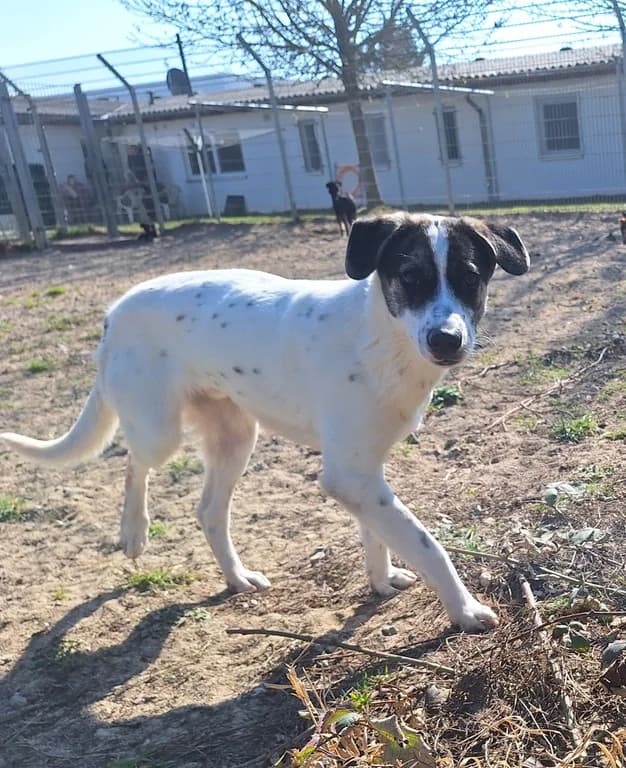 Samu, male Mixed Breed for adoption at Tierheim WolfenbĂĽttel, Wolfenbuettel