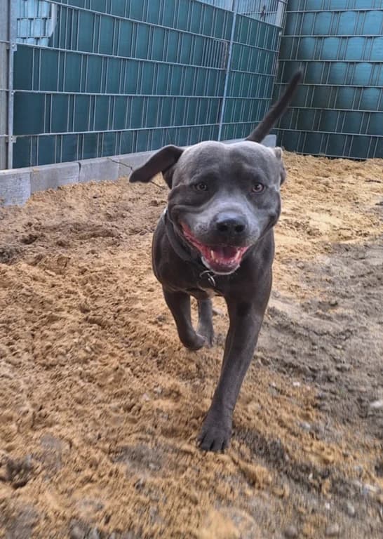 Shadow, male 7yo American Staffordshire Terrier for adoption at Tierheim Wolfenbüttel, Wolfenbuettel