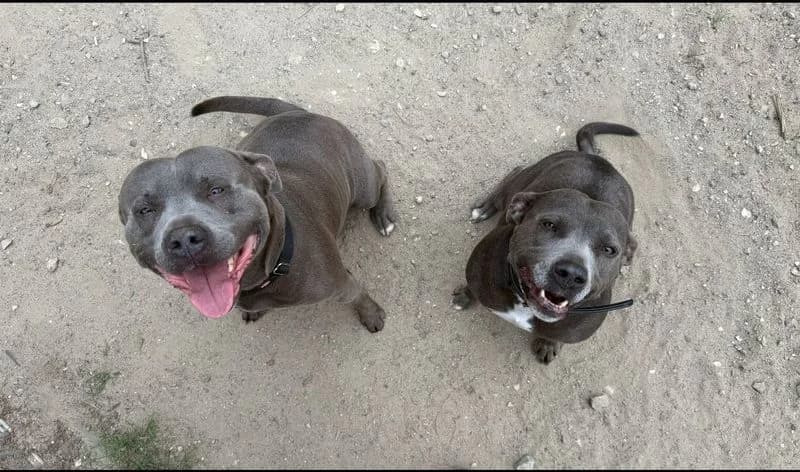 Shadow und Paula, male American Staffordshire Terrier for adoption at Tierheim WolfenbĂĽttel, Wolfenbuettel
