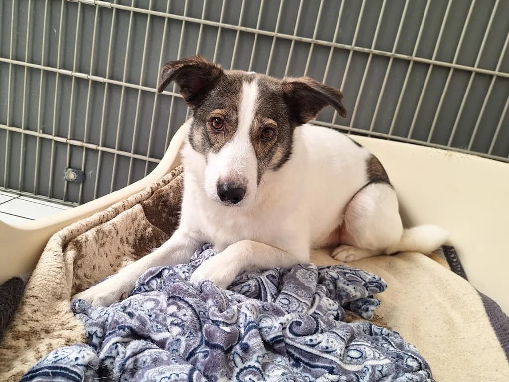 Tamino, male Mixed Breed for adoption at Tierheim WolfenbĂĽttel, Wolfenbuettel
