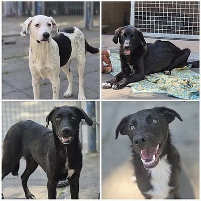 Getrennte Vermittlung - Luna, Ruby, Troy und Percy, male Mixed Breed for adoption at Tierheim Worms, Worms