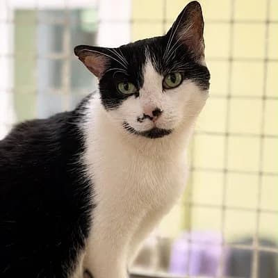 Notfall - Eduard, male European Shorthair for adoption at Tierheim Worms, Worms