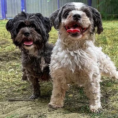 Anna und Elsa, grau female Mixed Breed for adoption at Tierheim Worms, Worms