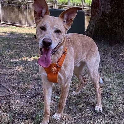 Bruno, male 6yo Mixed Breed for adoption at Tierheim Worms, Worms