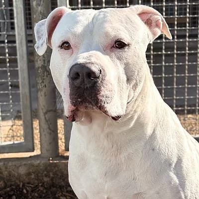 Chico, male 5yo Mixed Breed for adoption at Tierheim Worms, Worms