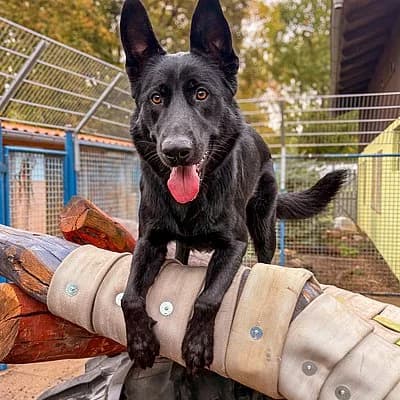 Coal, male young Mixed Breed for adoption at Tierheim Worms, Worms