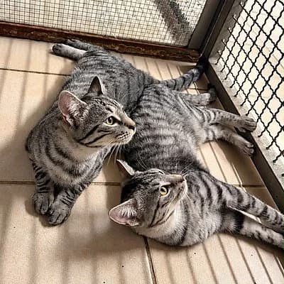 Emil und Edgar, male European Shorthair for adoption at Tierheim Worms, Worms
