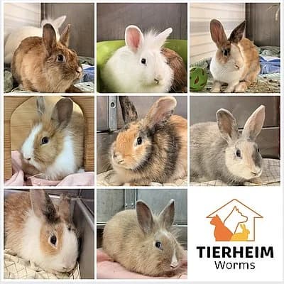 Finn, Sky, Bubi, Willow, Daisy, Bella, Lily und Pearl, male puppy Mixed Breed for adoption at Tierheim Worms, Worms