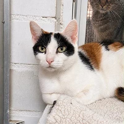 Reserviert - Florentina, female European Shorthair for adoption at Tierheim Worms, Worms