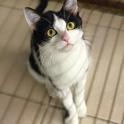 Gina, female European Shorthair for adoption at Tierheim Worms, Worms