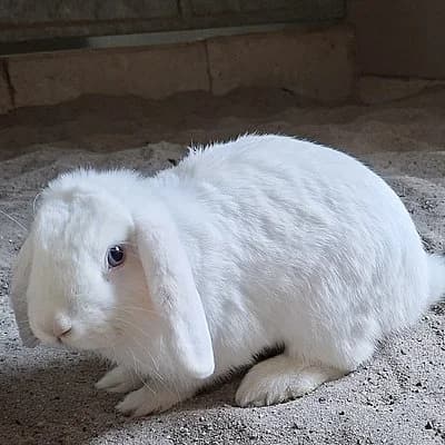 Hannes, male Mixed Breed for adoption at Tierheim Worms, Worms