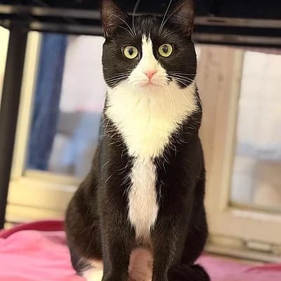 Vermittelt - Tom und Skylar, male European Shorthair for adoption at Tierheim Worms, Worms
