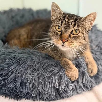 Hedwig, female European Shorthair for adoption at Tierheim Worms, Worms
