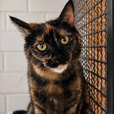 Hope, female European Shorthair for adoption at Tierheim Worms, Worms