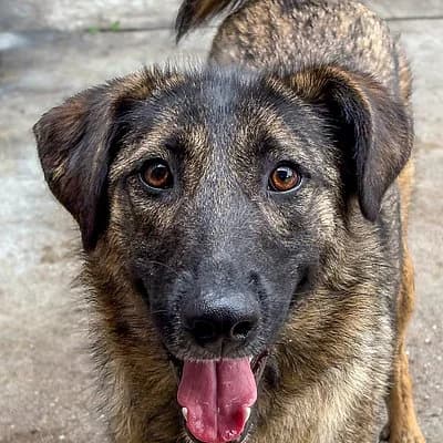 Jolie, female young Mixed Breed for adoption at Tierheim Worms, Worms