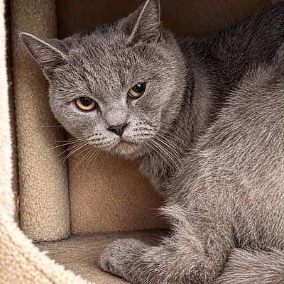 Kashmir, male European Shorthair for adoption at Tierheim Worms, Worms