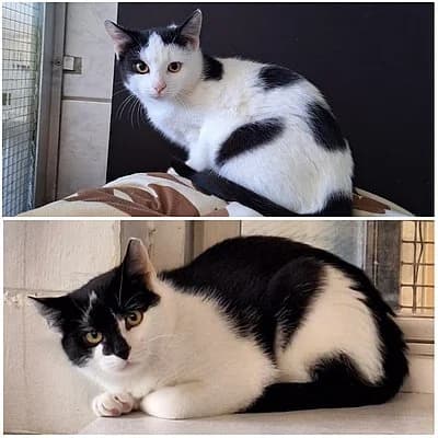 Marley und Merida, male European Shorthair for adoption at Tierheim Worms, Worms