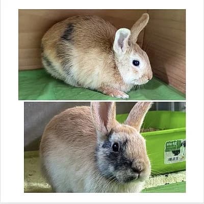 Mia und Lilli, female Mixed Breed for adoption at Tierheim Worms, Worms