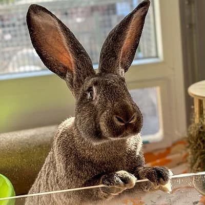 Monty, male Mixed Breed for adoption at Tierheim Worms, Worms