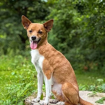 Mr. Fox, male 4yo Mixed Breed for adoption at Tierheim Worms, Worms