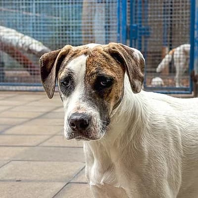 Freya, female 3yo Mixed Breed for adoption at Tierheim Worms, Worms