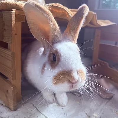 Ottilie, female Mixed Breed for adoption at Tierheim Worms, Worms